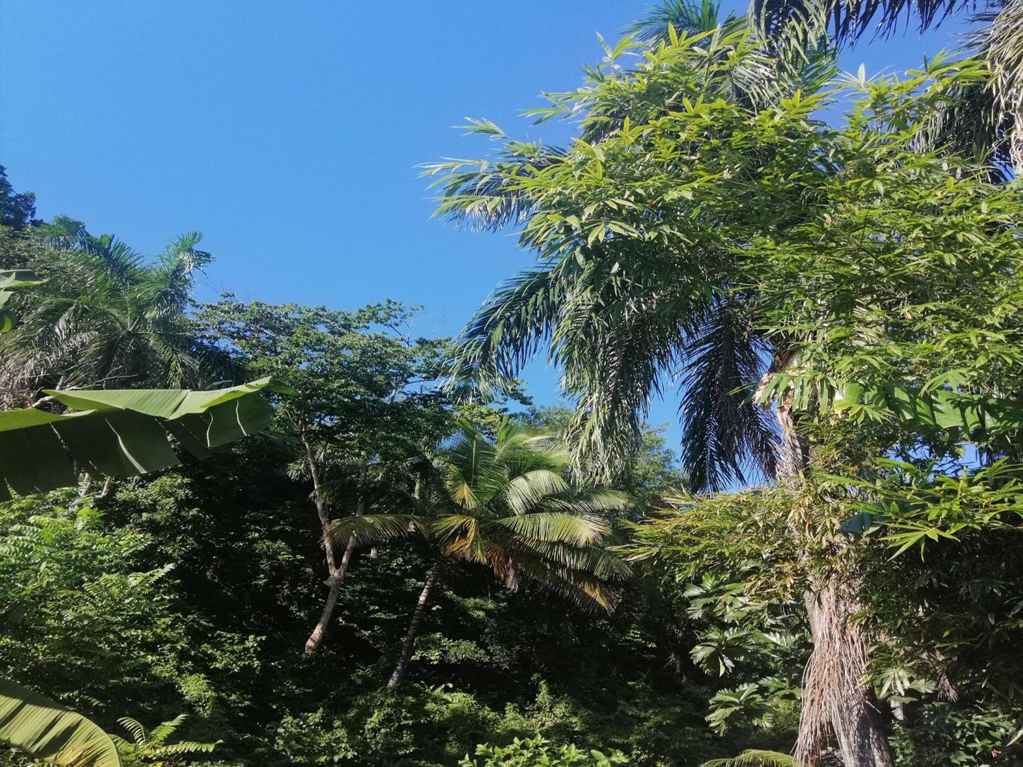 House Jardin Del Caribe Lejlighedshotel Las Terrenas Værelse billede